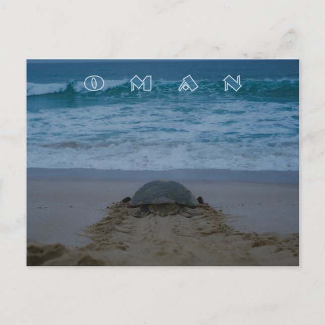 Oman Schildkröte Postkarte (Vorderseite)