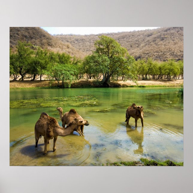 Oman, Wadi darbat, Dromedarien, die in der Poster (Vorne)
