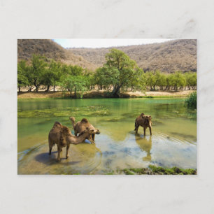 Oman, Wadi darbat, Dromedarien, die in der Postkarte