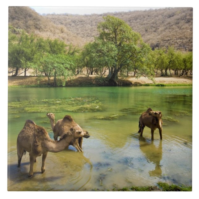Oman, Wadi darbat Fliese (Vorderseite)