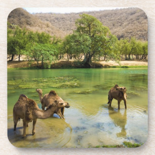 Oman, Wadi Darbat Untersetzer