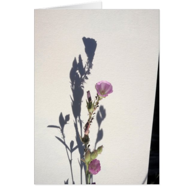 Ombre 2014 de fleur sauvage (Devant)