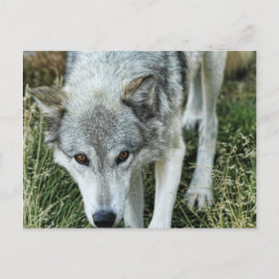 Ominous Stare Postkarte