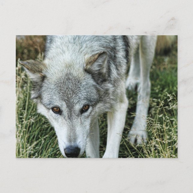 Ominous Stare Postkarte (Vorderseite)