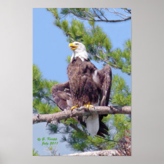 On the tallest pine - poster or print