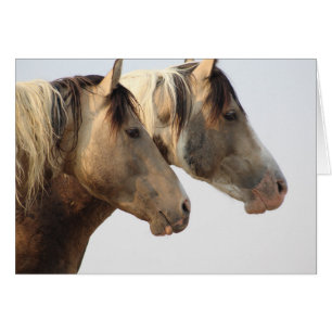 ONAQUI HERD Uinta Chevaux sauvages du désert