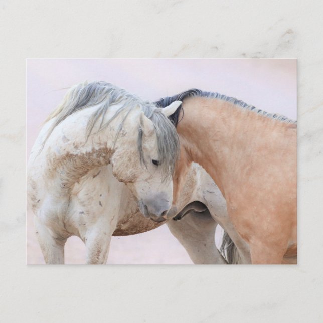 Onaqui Wild Horses Postkarte (Vorderseite)