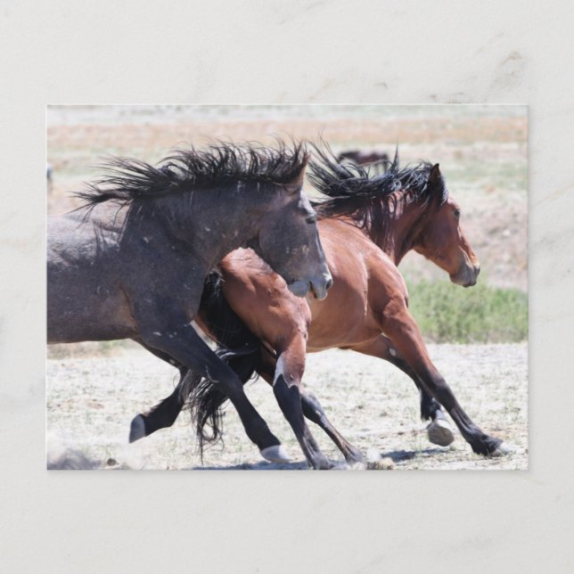 Onaqui Wild Horses Postkarte (Vorderseite)