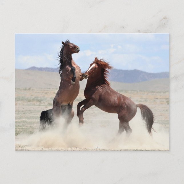 Onaqui Wild Horses Postkarte (Vorderseite)