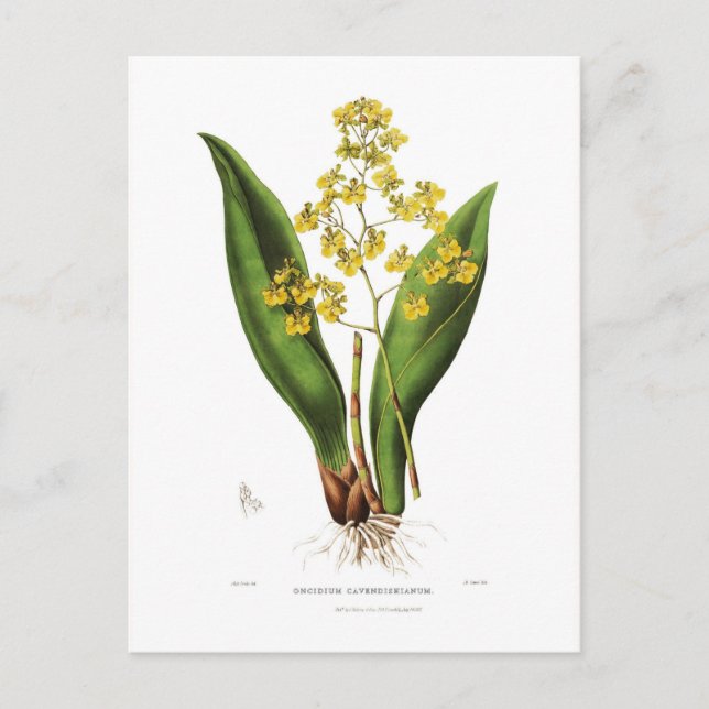 Oncidium cavendishianum postkarte (Vorderseite)