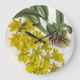 Oncidium Concolor Vintag Lindenia Orchio Große Wanduhr