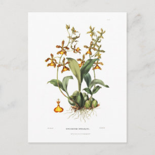Oncidium insleayi postkarte