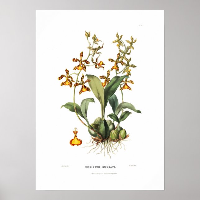 Oncidium insleayi von Miss Drake. Poster (Vorne)