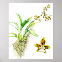 Oncidium Leucochilum Frische Pasta machen Poster