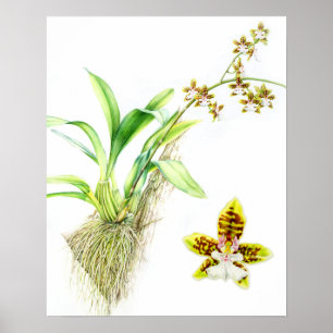 Oncidium Leucochilum Frische Pasta machen Poster