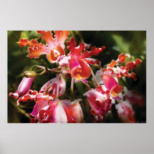 Oncidium-Orchidee - Augenschmaus Poster