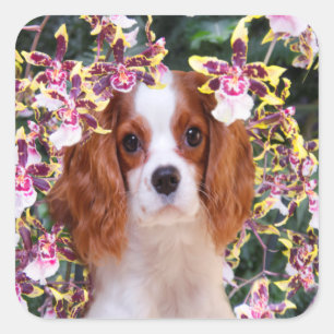 Oncidium-Orchideen Cavalier King Charles Aufkleber