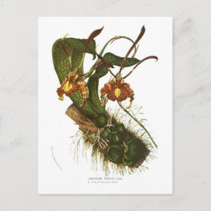 Oncidium papilio postkarte