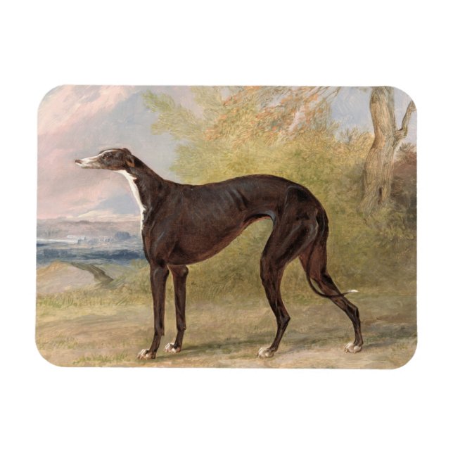 One of George Lane Fox's Winning Greyhounds: the B Magnet (Horizontal)