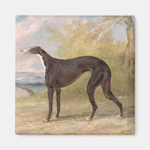 One of George Lane Fox's Winning Greyhounds: the B Magnet