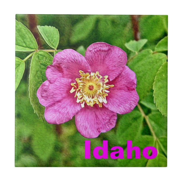 One Wild Rose - Idaho Fliese (Vorderseite)