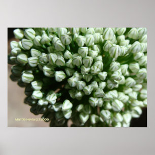 Onion Blume Buds Poster