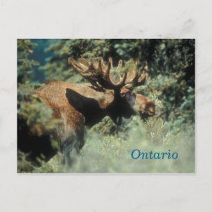 Ontario bull moose postcard postkarte