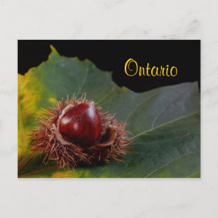 Ontario, Herbstleaf mit Nut Postcard Postkarte