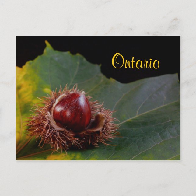 Ontario, Herbstleaf mit Nut Postcard Postkarte (Vorderseite)