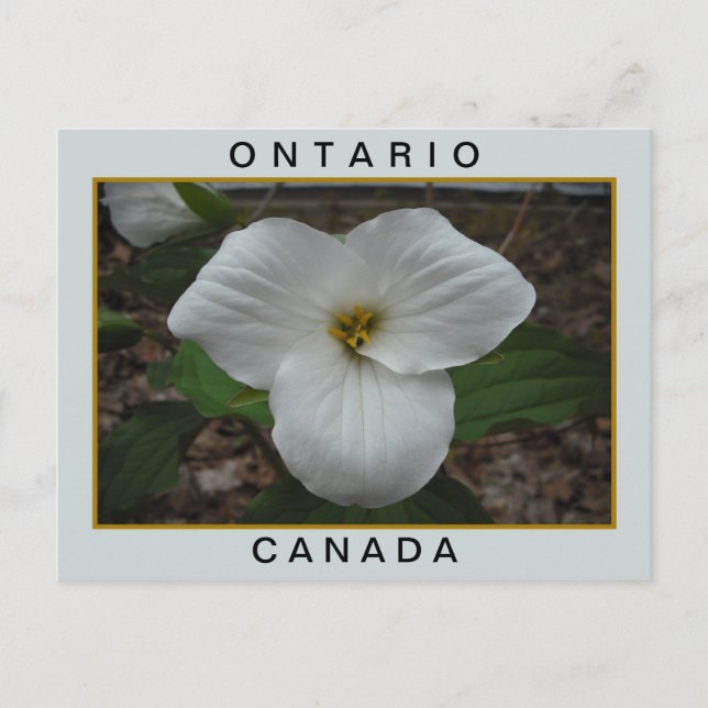 Ontario, Kanada Trillium Postkarte (Vorderseite)