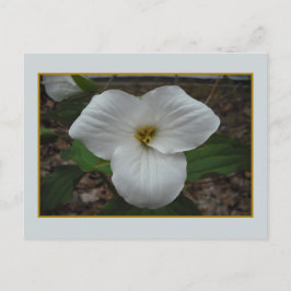 Ontario Trillium Beauty Postkarte