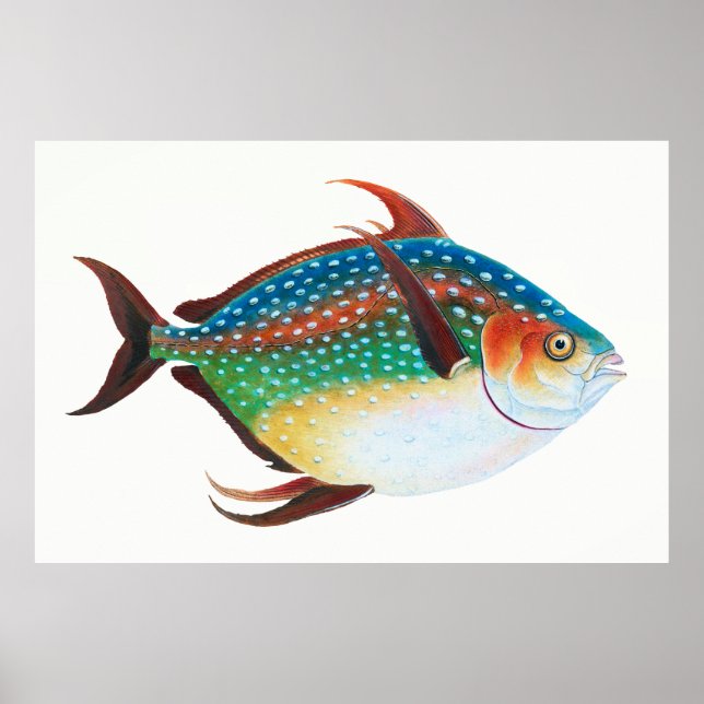 Opah, Fischillustration, Edward Donovan, Poster (Vorne)