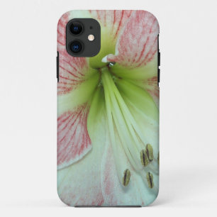 Open Amaryllis Apple Blossom title_seo2