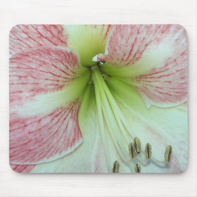 Open Amaryllis Apple Blossom Mousepad (Vorne)