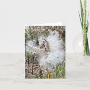 Open Milkweed Pods Samen mit Seide