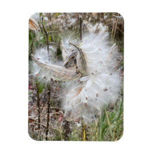 Open Milkweed Pods   Samen mit Seide   Flexibel Magnet