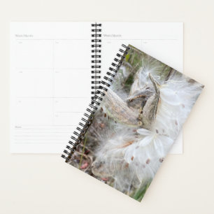 Open Milkweed Pods   Samen mit Seide   Planer
