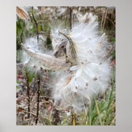 Open Milkweed Pods | Samen mit Seide | Poster