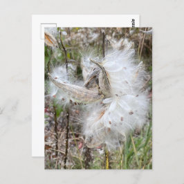 Open Milkweed Pods | Samen mit Seide | Postkarte