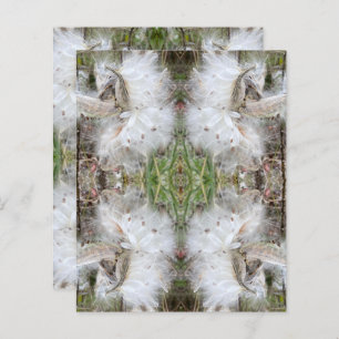 Open Milkweed Pods   Samen mit Seide   Scrapbook