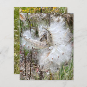Open Milkweed Pods   Samen mit Seide   Scrapbook