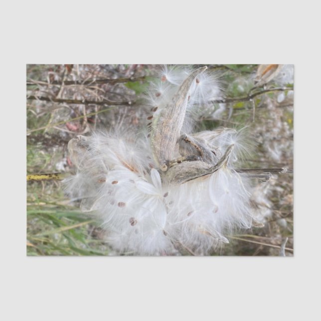 Open Milkweed Pods | Samen mit Seide | Seidenpapier (Vorderseite)