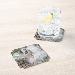 Open Milkweed Pods   Samen mit Seide   Untersetzer