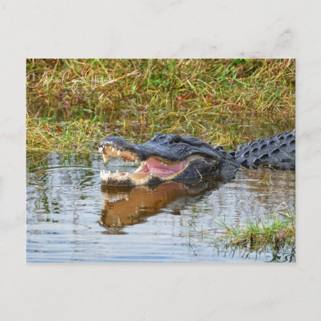 Open Mouth Postkarte (Vorderseite)