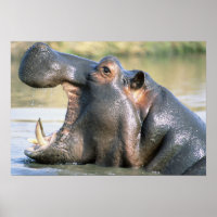 Open Mouthed Hippo