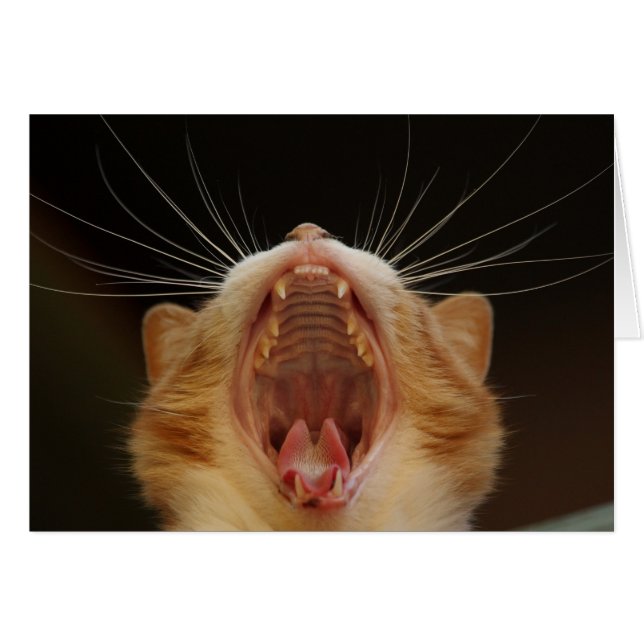 Open Wide Kitty Yawning (Devant horizontal)