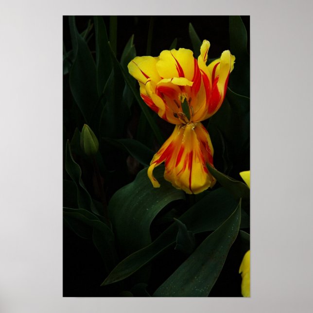 Open Wide Poster (Vorne)