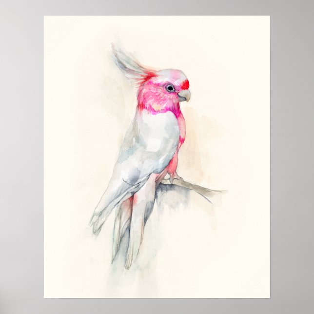 Opera Cockatoo Poster (Vorne)