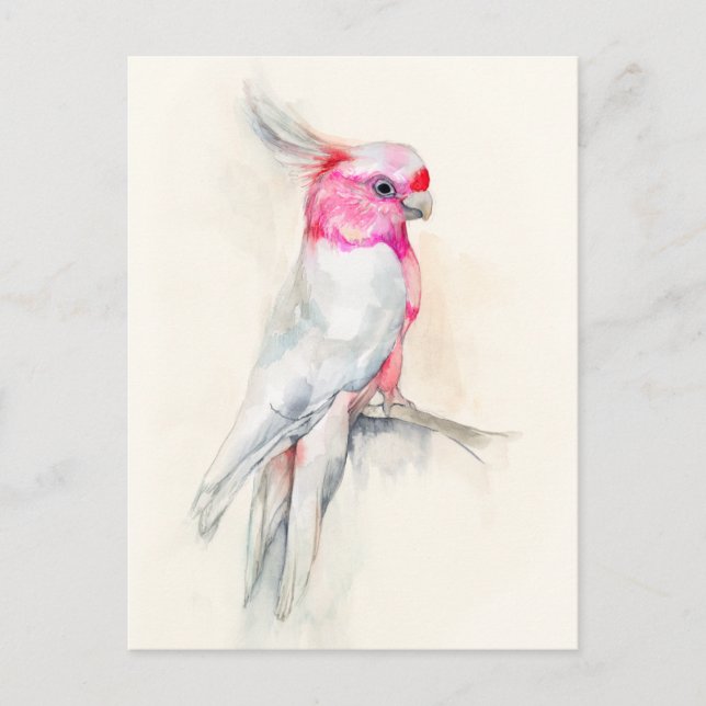 Opera Cockatoo Postkarte (Vorderseite)