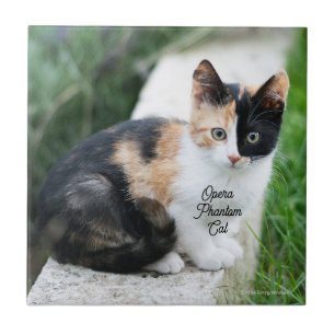 Opera Phantom Cat Fliese